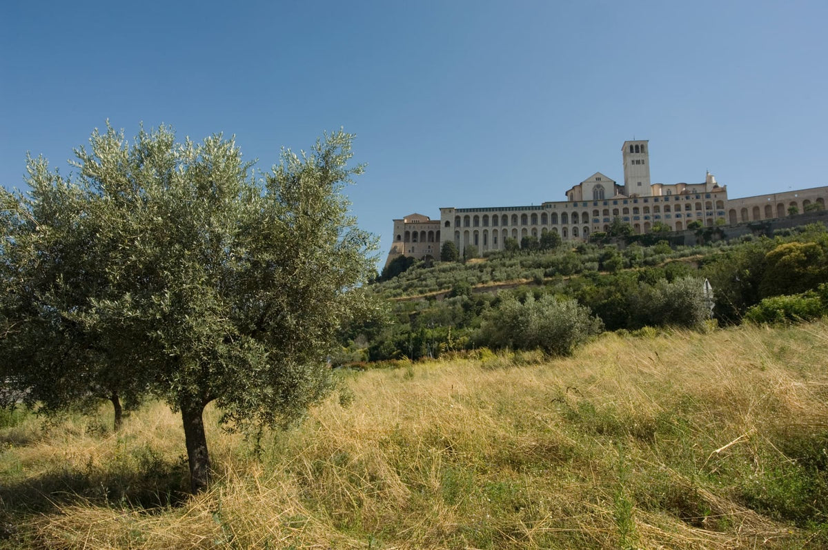 Moraiolo, Frantoio, Leccino: le cultivar dell’olio umbro