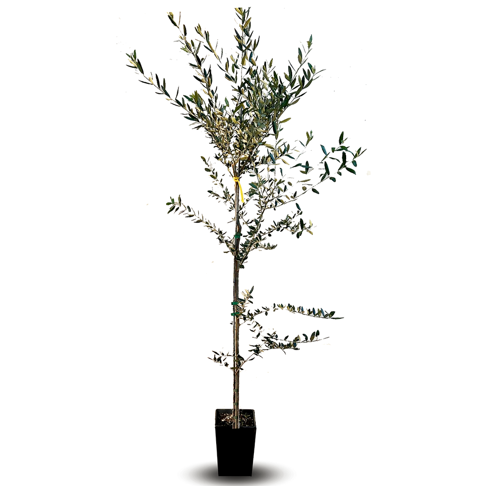 Olive della cultivar Favolosa (FS-17)