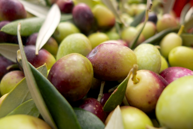 Olive della cultivar Leccio del Corno