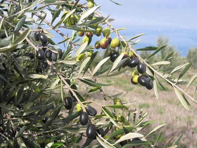 Olive della cultivar Frantoio