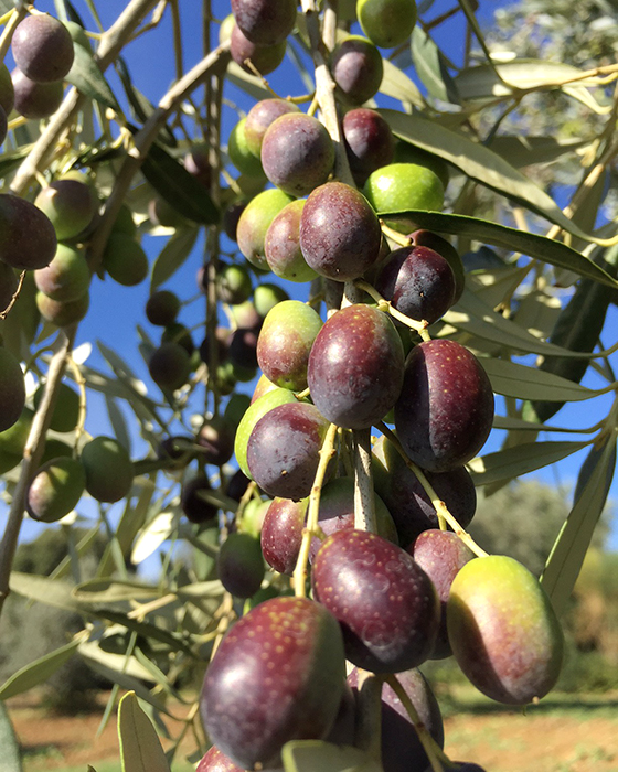 Olive della cultivar Moraiolo