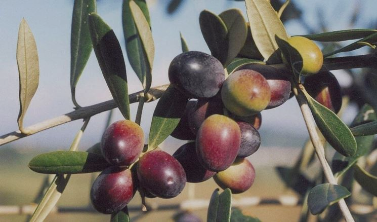 Olive della cultivar Leccino