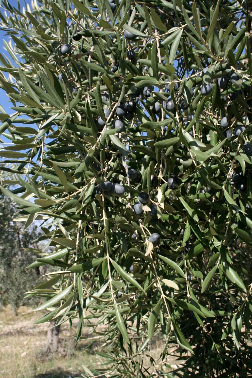 Olive della cultivar Pendolino