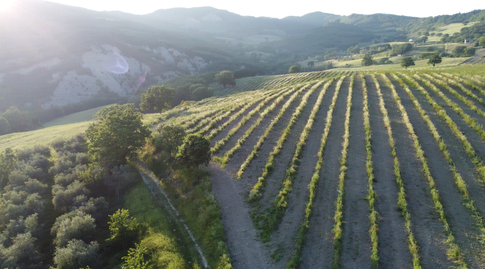 Giovane oliveto biologico in Umbria per la produzione di olio evo di alta qualità. Olive 100% italiane da cultivar tipiche. Olio estratto a freddo